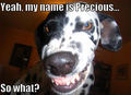 Yeah, my name is Precious… So what?  - dogs photo