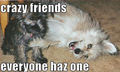 crazy friends everyone has one !! - dogs photo