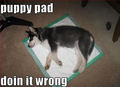 puppy pad doin it wrong ! - dogs photo