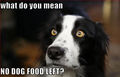 what do you mean NO DOG FOOD LEFT?  - dogs photo