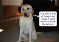 Let the vet do it !!! - dogs photo