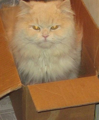  Remus in a Box