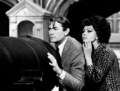 Gregory Peck And Sophia Loren - classic-movies photo