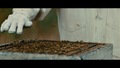 Secret Life of Bees - the-secret-life-of-bees screencap