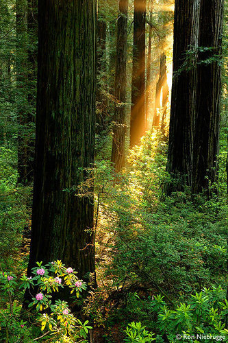  redwood