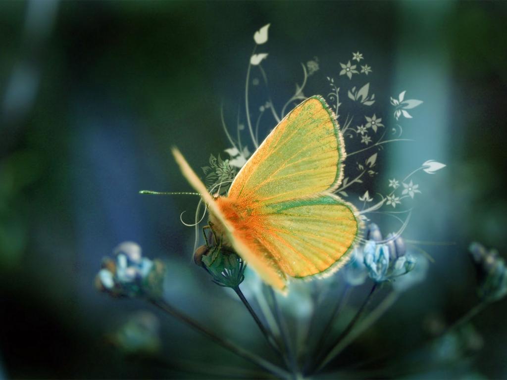 Butterfly - Butterflies Wallpaper (12208073) - Fanpop