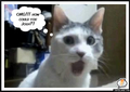 Cats reaction to the finale - gossip-girl photo