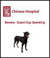 Guard dog operating...lol ! - dogs photo