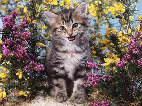  Kitten پیپر وال (1024x768)