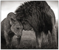 Lion Love - lions photo