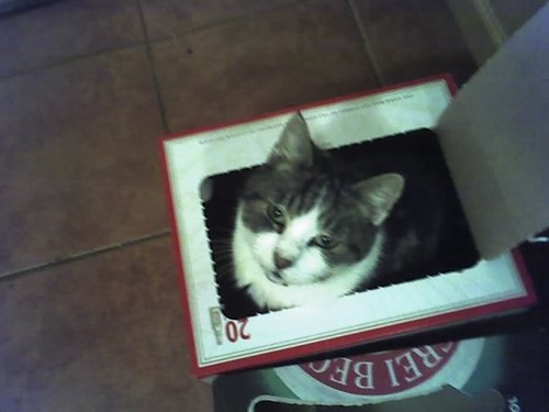 My old friend Cally loves nothing more than a box to crawl into at Christmas!