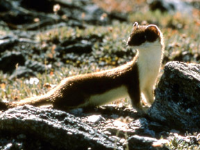 A cute short-tailed weasel