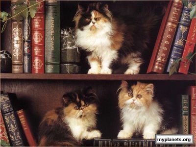 Cats searching for a book