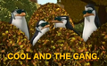Cool And The Gang - penguins-of-madagascar fan art