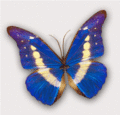 Butterfly - butterflies fan art