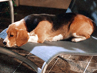  Porthos the brak, beagle