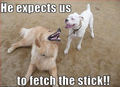 LOL !! DOGS ! - dogs photo