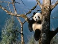 pandas - Sweet Panda wallpaper