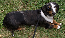  Black and tan double dapple smooth-haired miniature dachshund with one blue eye and one brown eye