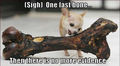 (Sigh) One last bone… Then there is no more evidence  - chihuahuas photo