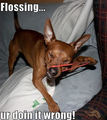 Flossing…ur doin it wrong! - chihuahuas photo