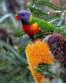 God's beautifully colored bird - god-the-creator photo