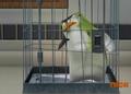 penguins-of-madagascar - Skipper is drugged screencap