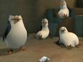 penguins-of-madagascar - Take a  peek screencap