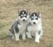 husky pups - dogs icon