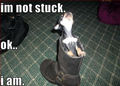 im not stuck !! - chihuahuas photo