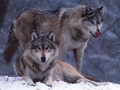 Wolves` world - wolves wallpaper