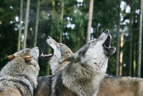 Wolves world