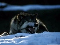 wolves - Wolves world wallpaper