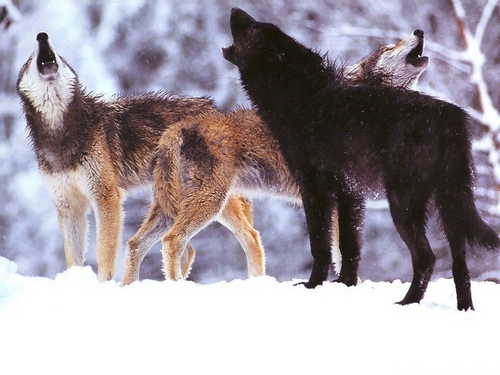  Serigala world