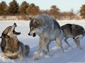 wolves - Wolves world wallpaper