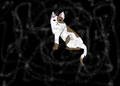 brown and white cat  - warriors-novel-series fan art