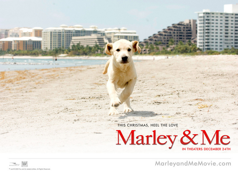 marley and me movie. marley and me - Movie Dogs