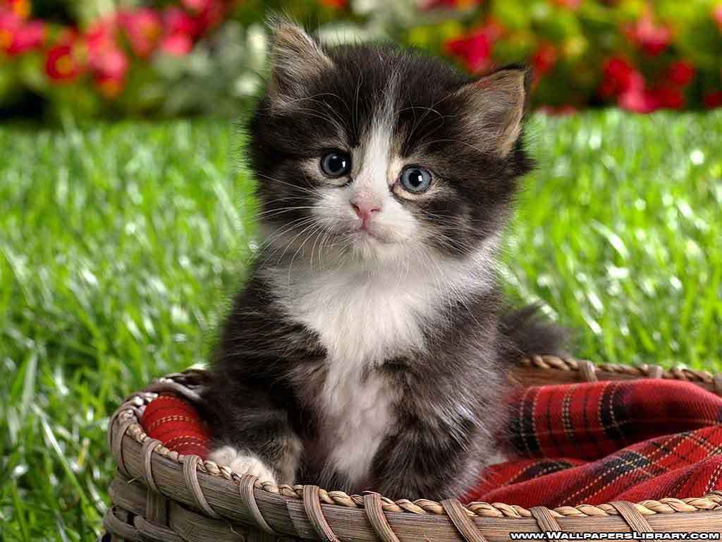 Cute Kitten - Kittens Wallpaper (12930610) - Fanpop