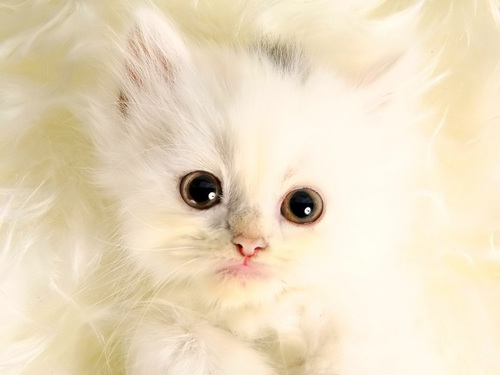  Cute Kitten