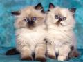 kittens - Cute !!! wallpaper