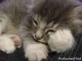 Cute !!! - kittens wallpaper