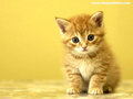 Cutie :) - kittens wallpaper