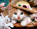 Cutie :) - kittens wallpaper
