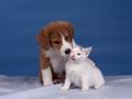 Kitten and Puppy - kittens wallpaper