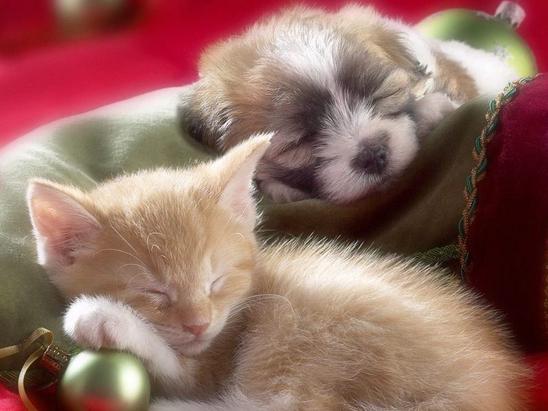 Puppies And Kittens Wallpaper. Kitten and Puppy