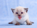 Kitten - kittens wallpaper