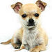 Lovely Chihuahua - chihuahuas icon
