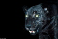 Awsome Black Panther Pic!;D - black-panthers photo