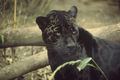 Black Panther roaming around - black-panthers photo