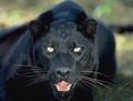 Black panther that I think is at the top of the screen(not sure?) - black-panthers photo